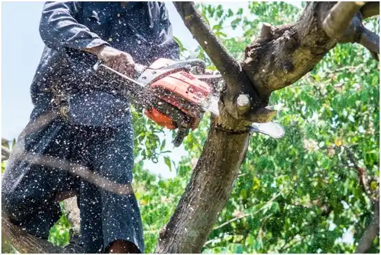 tree services Byrdstown